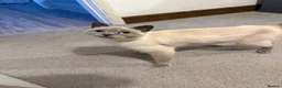 British Shorthair cats for sale: Blue British shorthair✨ - Advert 14