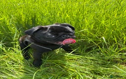 Pug dogs for sale: Pug for sale  - Image 5