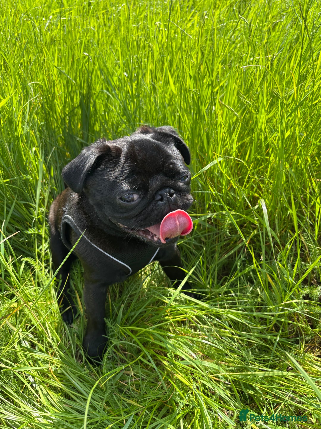Pug dogs for sale: Pug for sale  - Image 5