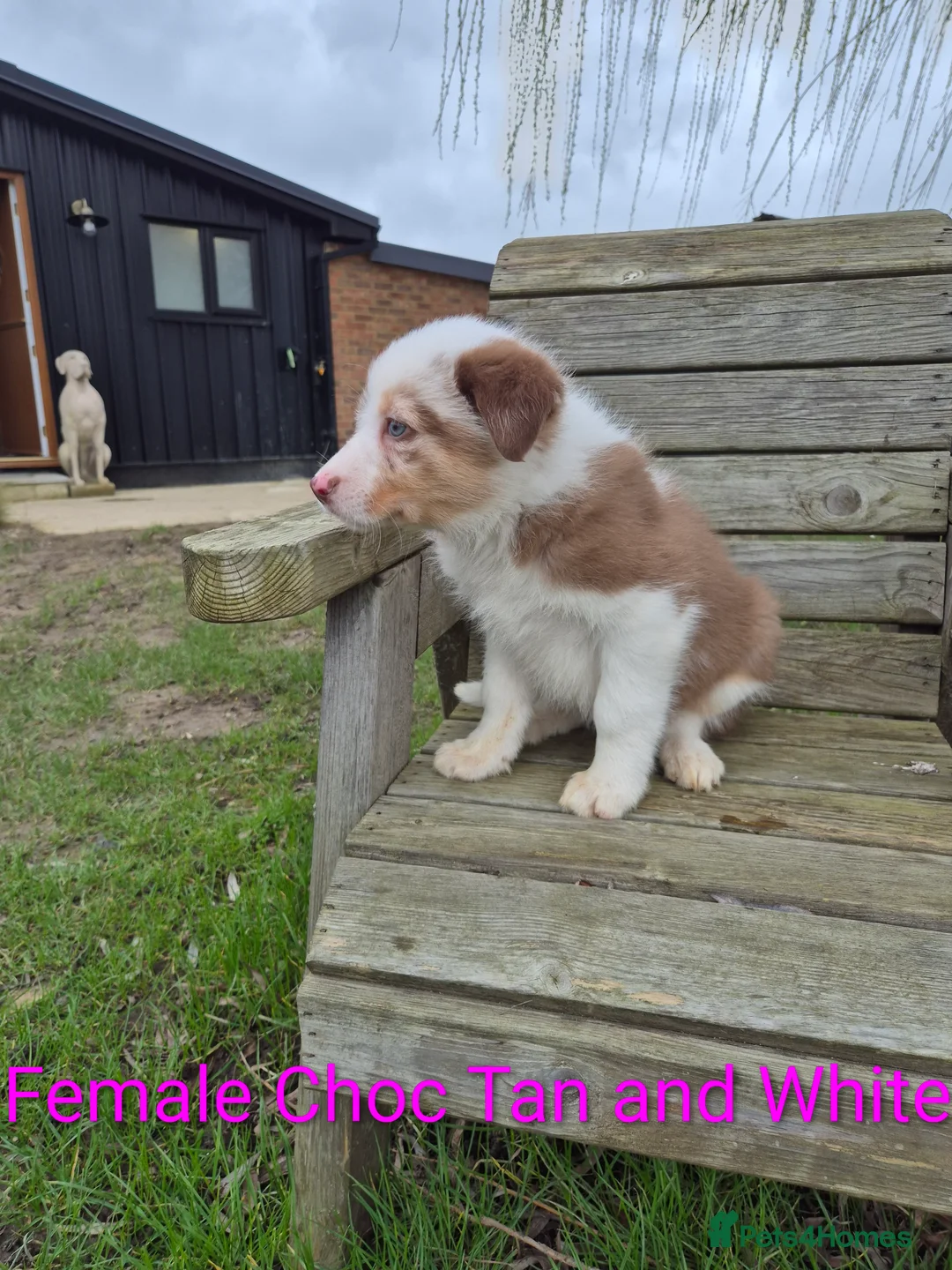Border Collie dogs for sale: Border Collie Puppies - Advert 9