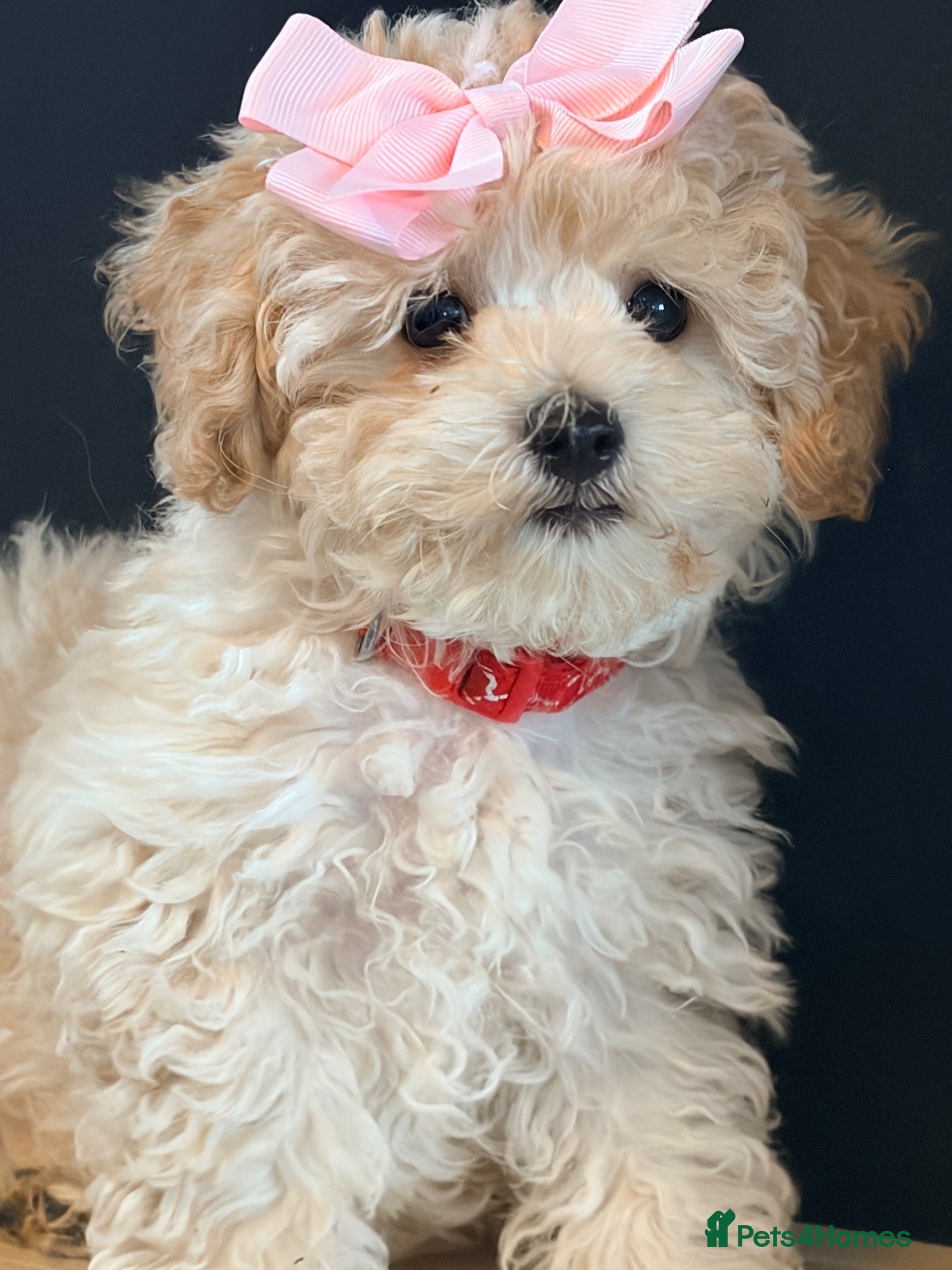 Poochon dogs Tiny Toy poodle/bichon - Advert 1