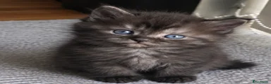 Persian 2