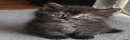Persian cats for sale: beautiful Persian kittens 5.5 weekss - Advert 6