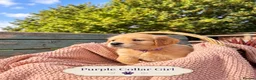 Golden Retriever dogs for sale: Beautiful KC Puppies No Endorsements  - Advert 8