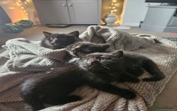 Domestic Shorthair cats for sale: Kittens for sale - Image 1