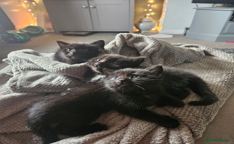 Domestic Shorthair cats - Advert 1
