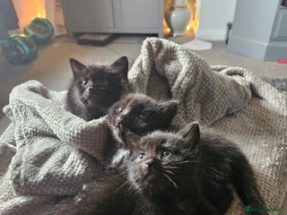 Domestic Shorthair cats - Advert 4