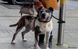 Mastiff dogs for sale: Mastiff pups  - Image 24