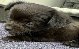 Chihuahua dogs for sale: Little Male Chihuahua  - Image 4