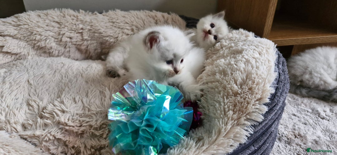 Ragdoll cats for sale: 🐾 Gorgeous Ragdoll Kittens.Ready 22nd December 🐾 - Image 17