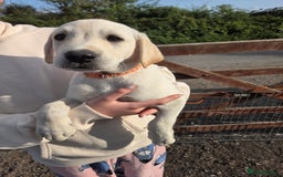 Labrador Retriever dogs for sale: Kc registered Labrador puppies  - Image 12