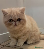 Exotic cats - Advert 3