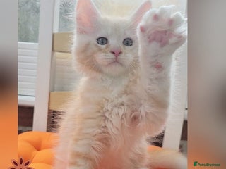 Maine Coon cats - Advert 33