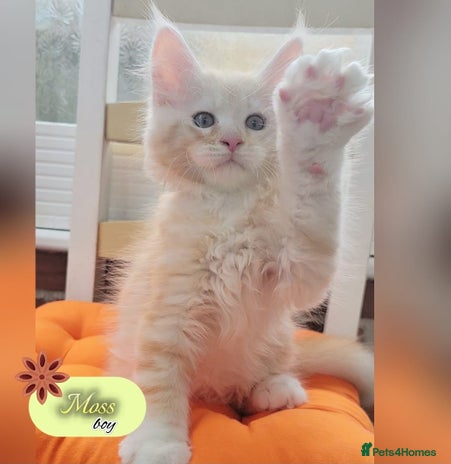 Maine Coon cats - Advert 7