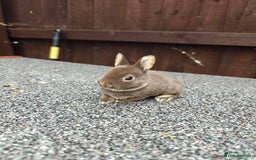 Rex rabbits for sale: Mixed litter of Mini Rex  - Image 7