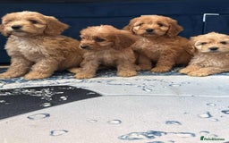 Cockapoo dogs for sale: Ready to go adorable cockapoo puppies  - Image 4