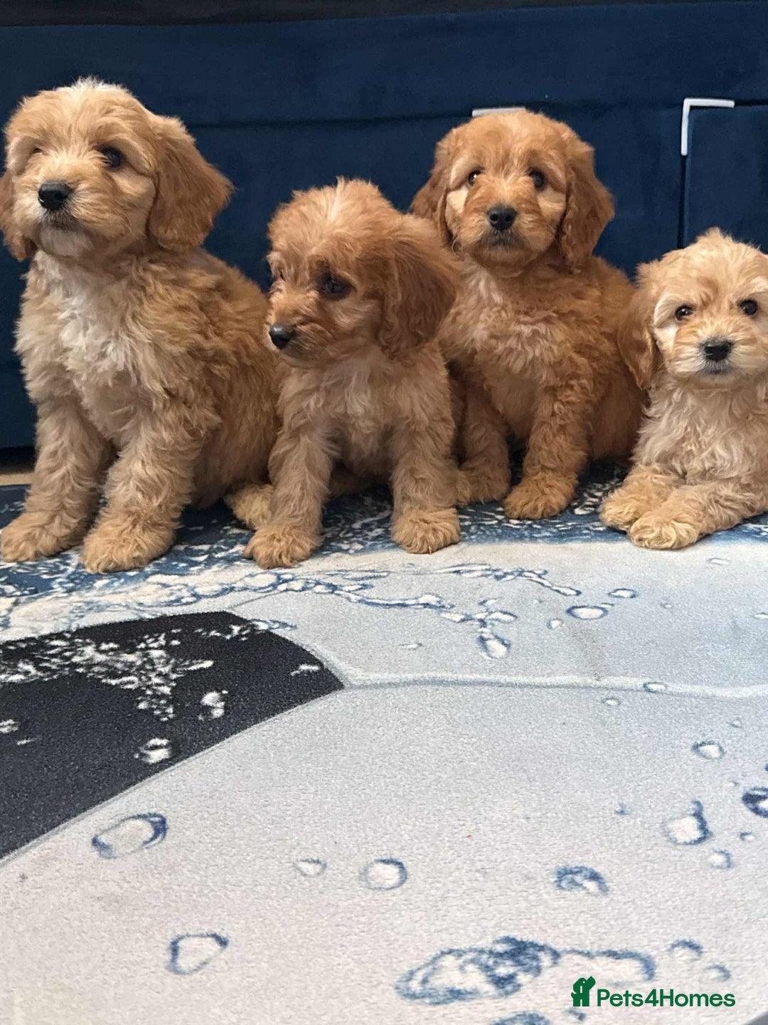 Cockapoo dogs for sale: Ready to go adorable cockapoo puppies  - Image 4