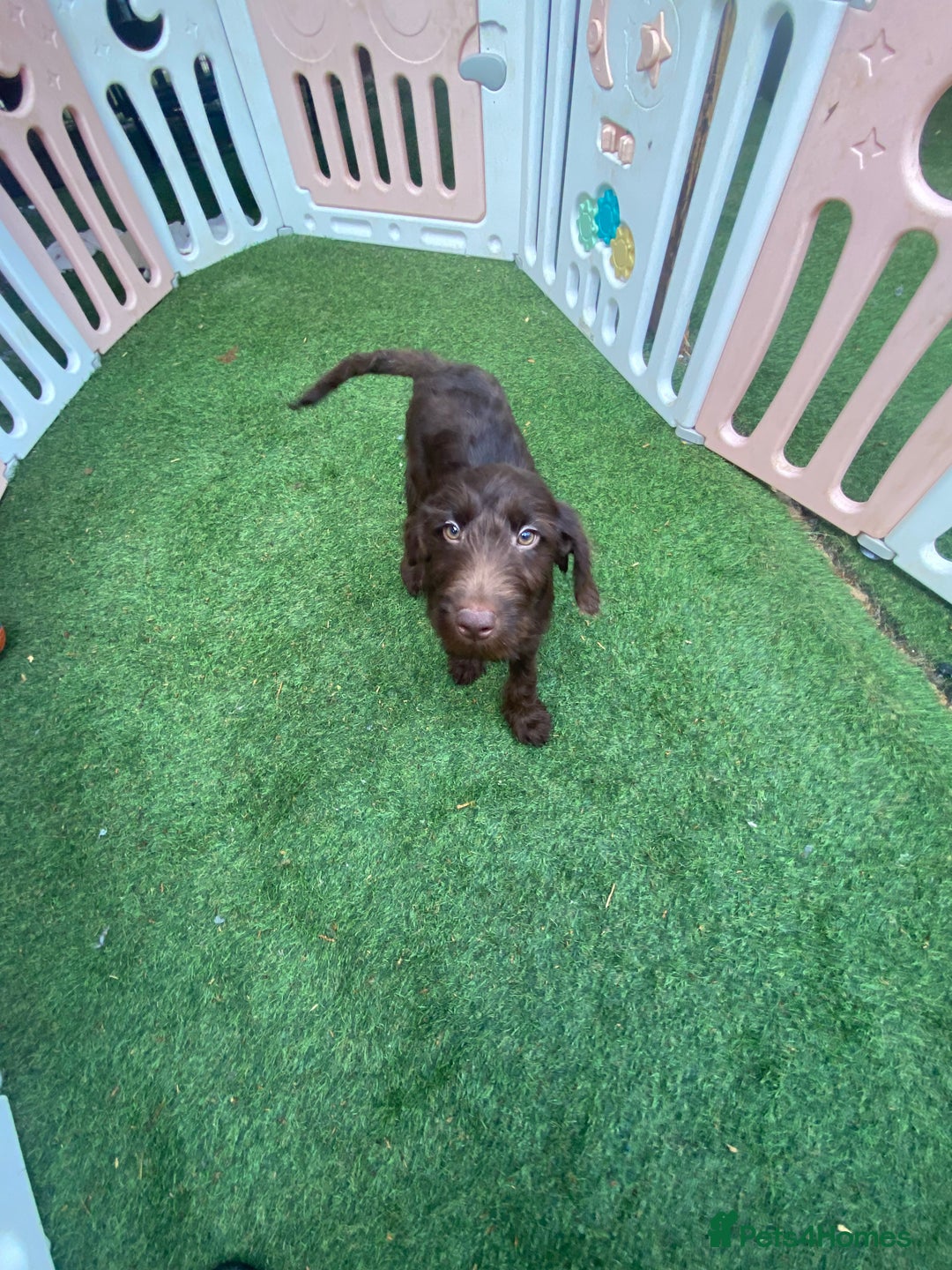 Labradoodle dogs for sale: Amazing quality for labradoodles, top quality!! in South Shields - Image 2