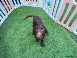 Labradoodle dogs in South Shields - Advert 5