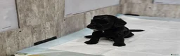 Cockapoo dogs for sale: Flawless cockapoo puppies. - Advert 13