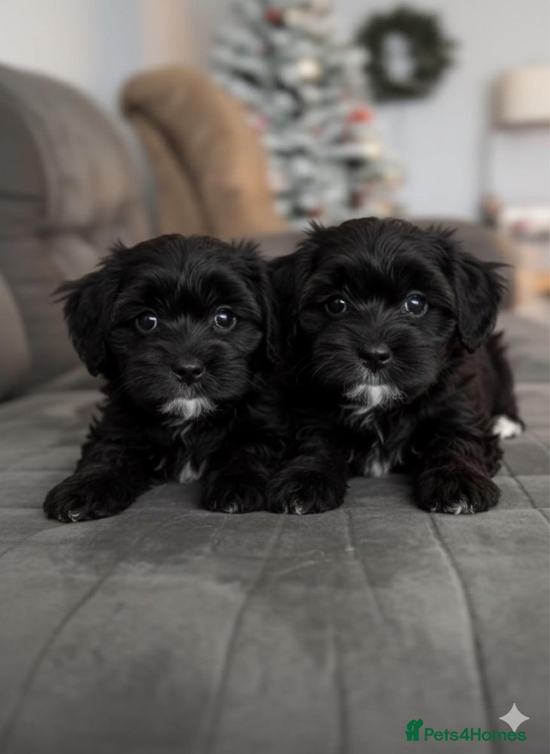 Cockapoo dogs for sale: Cockapoo puppies for sale  - Advert 4