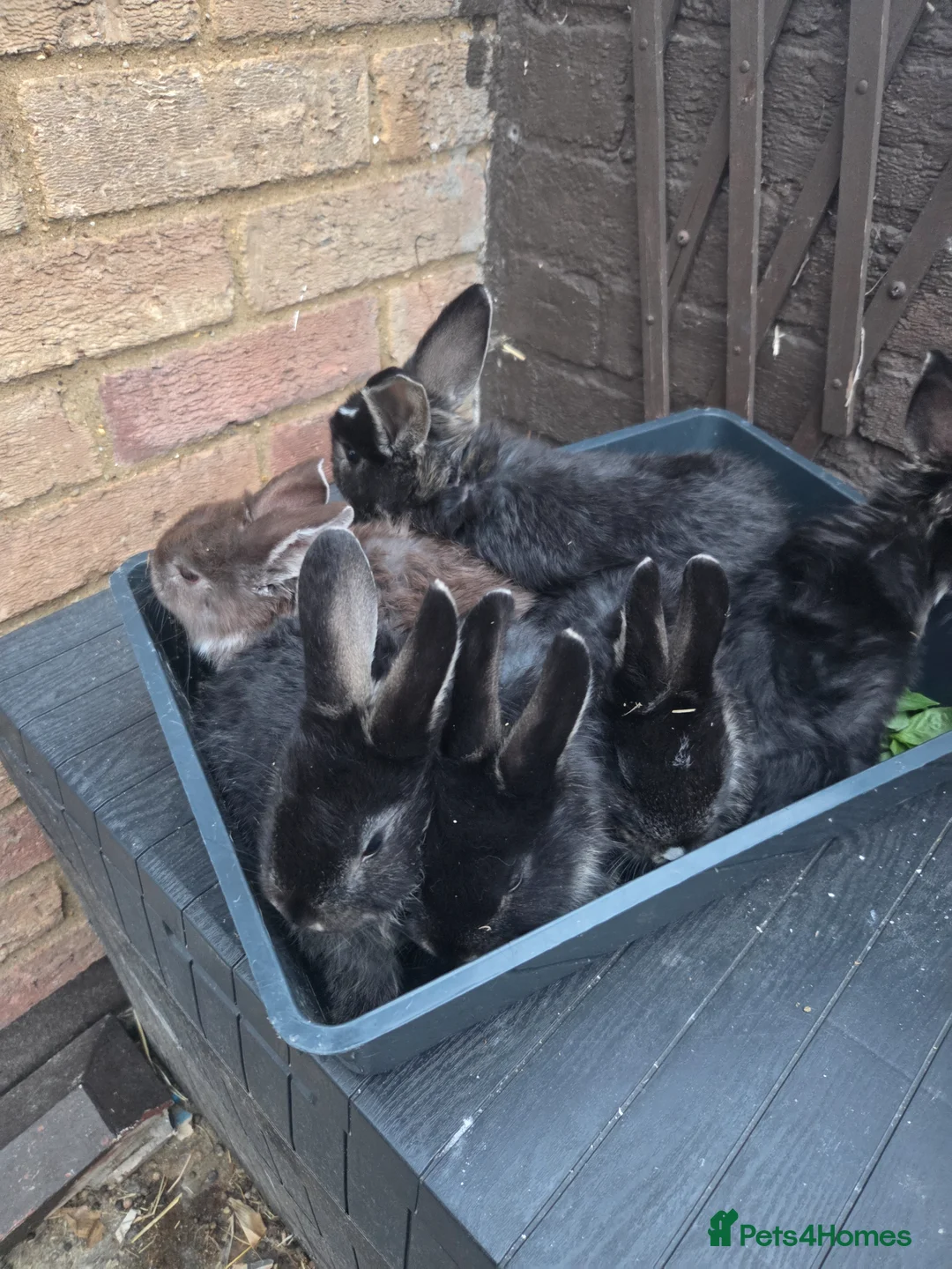 Mixed Breed rabbits for sale: Beautiful bundles - Advert 2