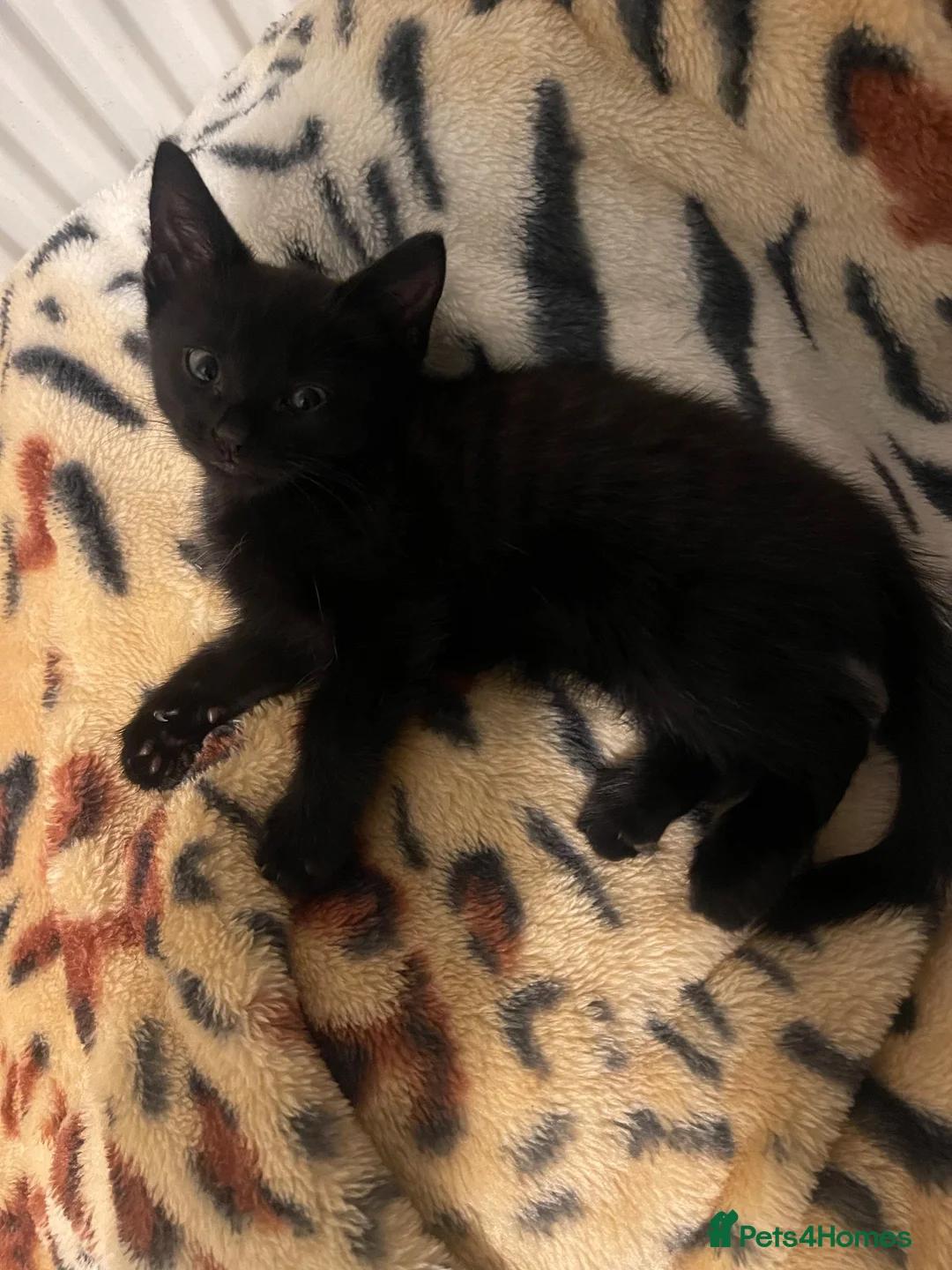 British Shorthair cats for sale: Black Female for sale - Advert 1