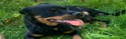Rottweiler dogs for sale: Rottweiler puppies - Advert 1