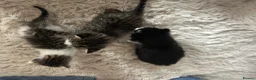 Snowshoe cats for sale: Two snowshoe x domestic kittens  - Advert 3