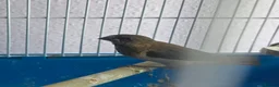Mixed Breed birds for sale: Kakarikis, Cockatiel and bengalize finches  - Advert 17