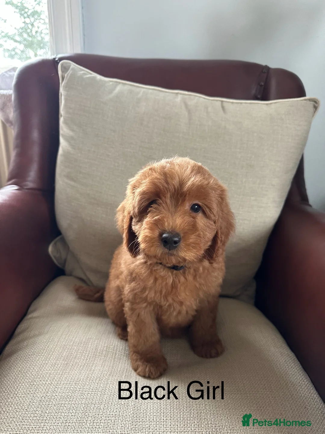 Labradoodle dogs for sale: Quality F1b Deep Red Miniature Labradoodles. - Advert 16