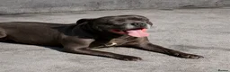 Staffordshire Bull Terrier dogs for sale: Luminastaffs & VaderBluStaf Last Pup Available - Advert 14