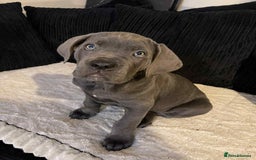 Cane Corso dogs for sale: Beautiful Blue Cane Corso Pup - Image 5