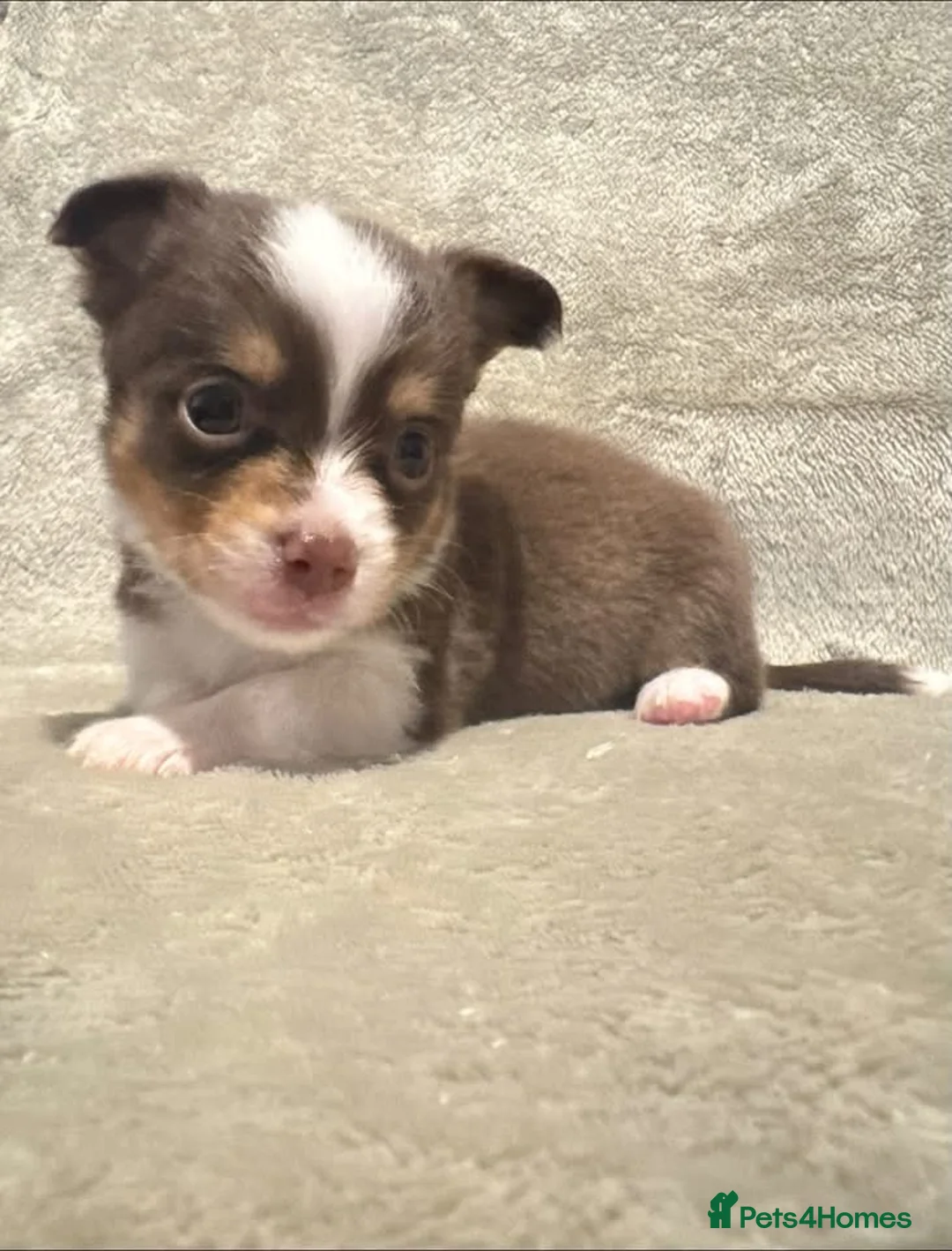 Chihuahua dogs for sale: 5 beautiful chihuahua puppies in Basildon - Advert 7