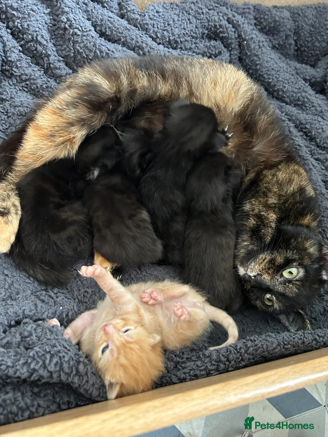 British Shorthair cats for sale: Kittens available 30th may in Nottingham - Advert 2