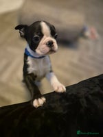 Boston Terrier dogs SUPERB KC boston pups. Ready to go to new homes - Advert 2
