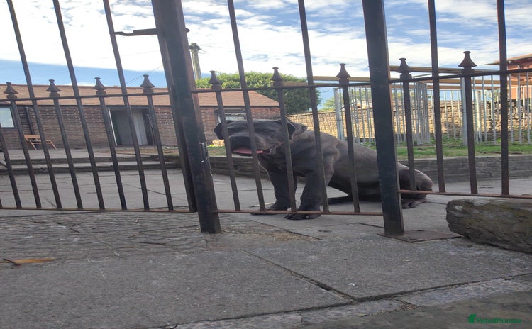 Cane Corso dogs - Advert 2