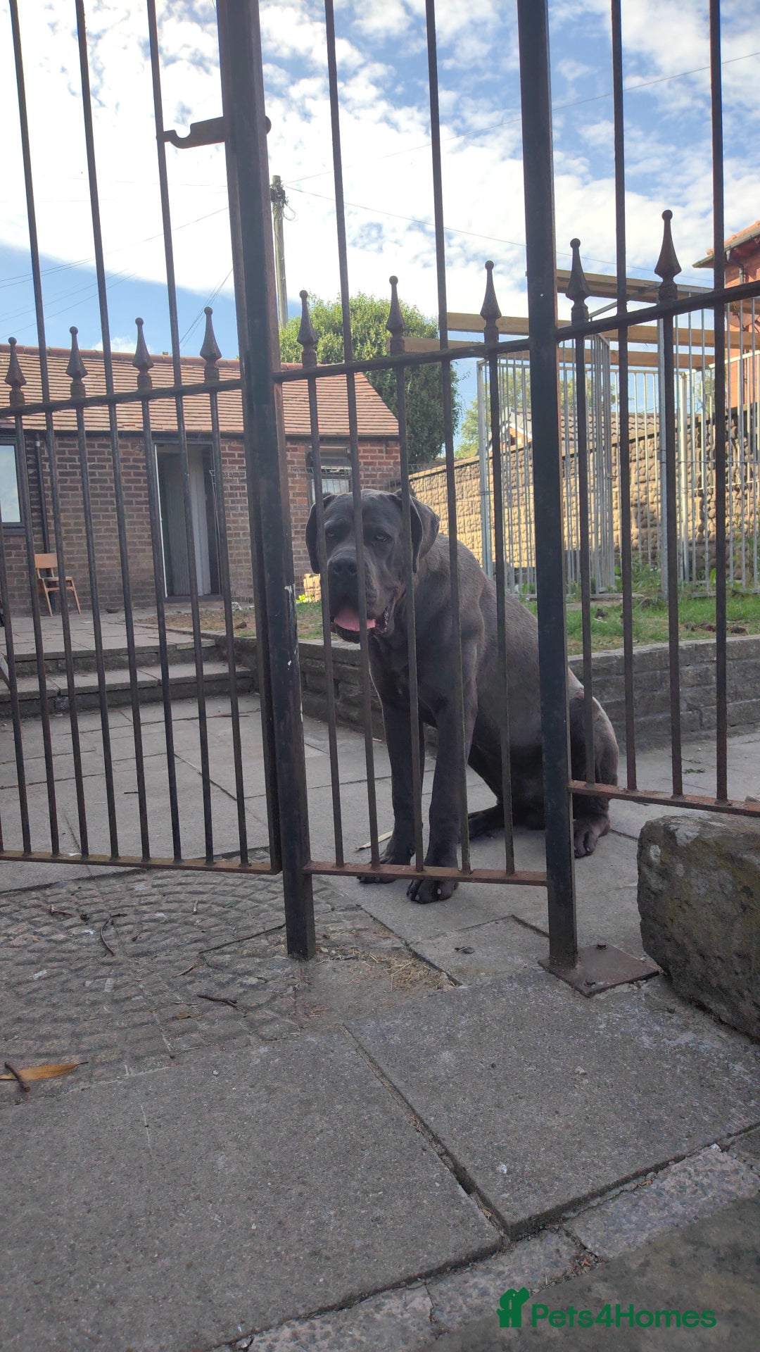 Cane Corso dogs for sale: Cane corso Italian  - Image 1