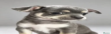 Chihuahua 1