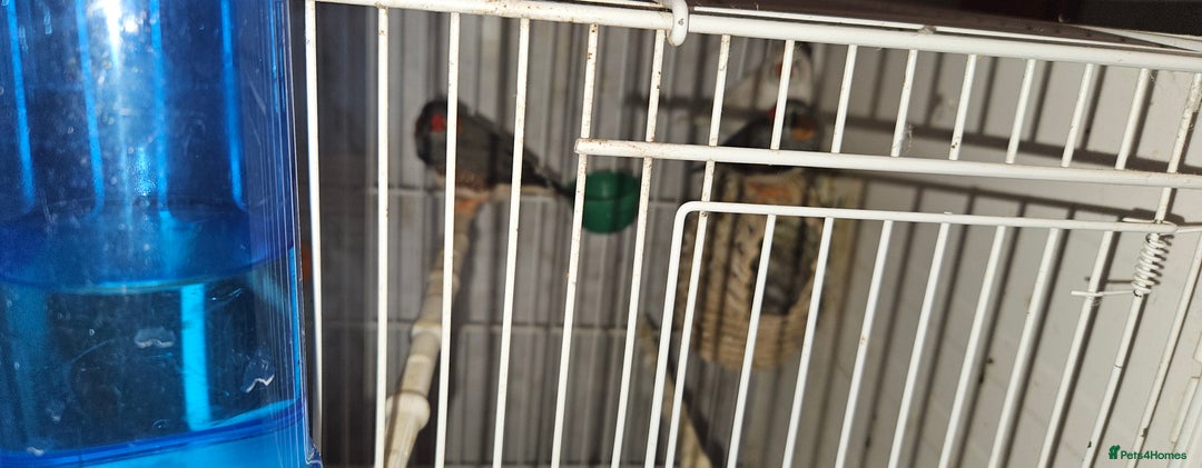 Finches birds for sale: Bengali society finches and zebra finches for sale - Advert 8