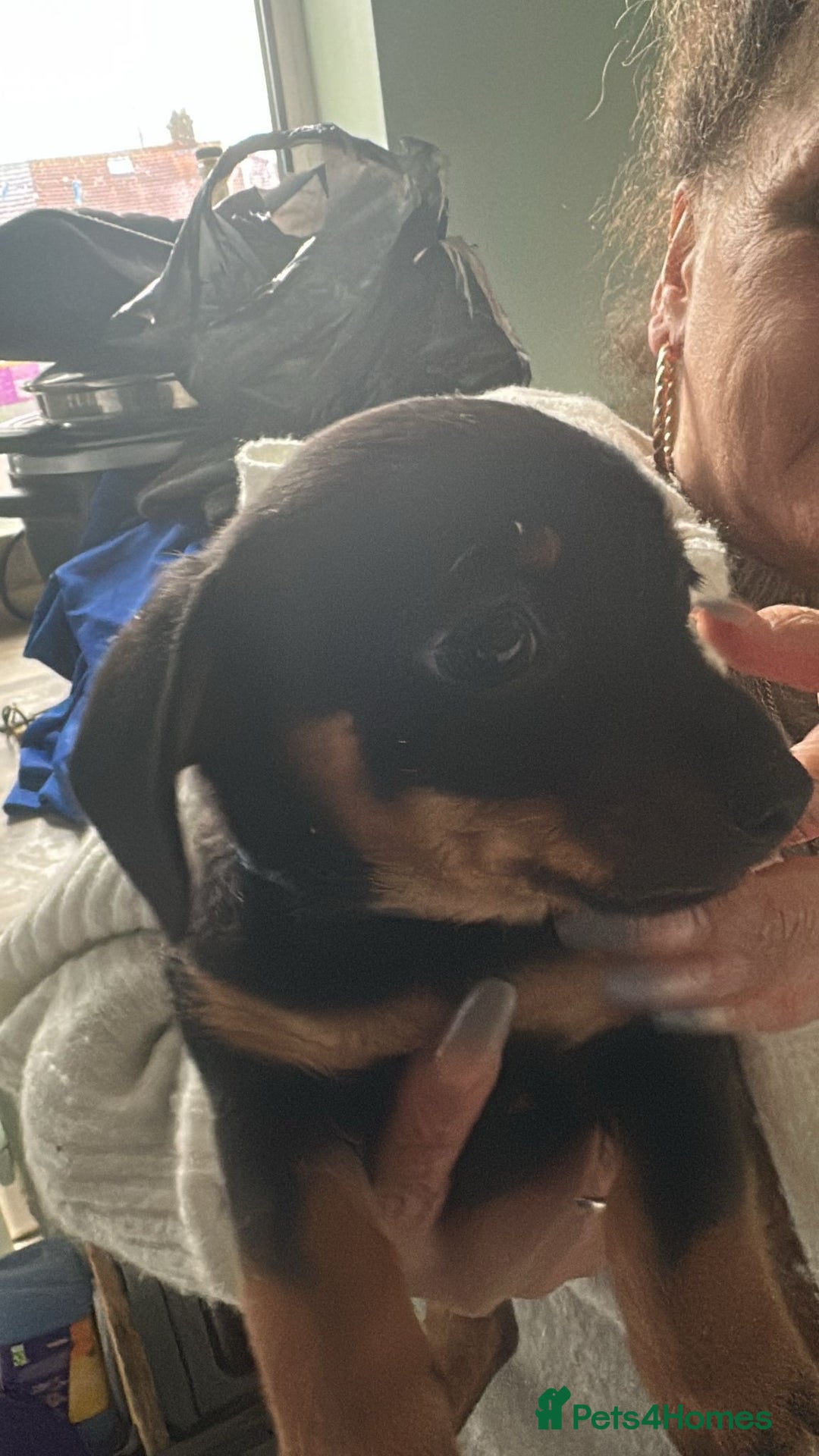 Mixed Breed dogs for sale: Dachshund X Yorkshire Terrier puppies  - Advert 4