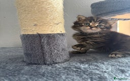 Scottish Fold cats for sale: Scottish fold kittens  - Image 9