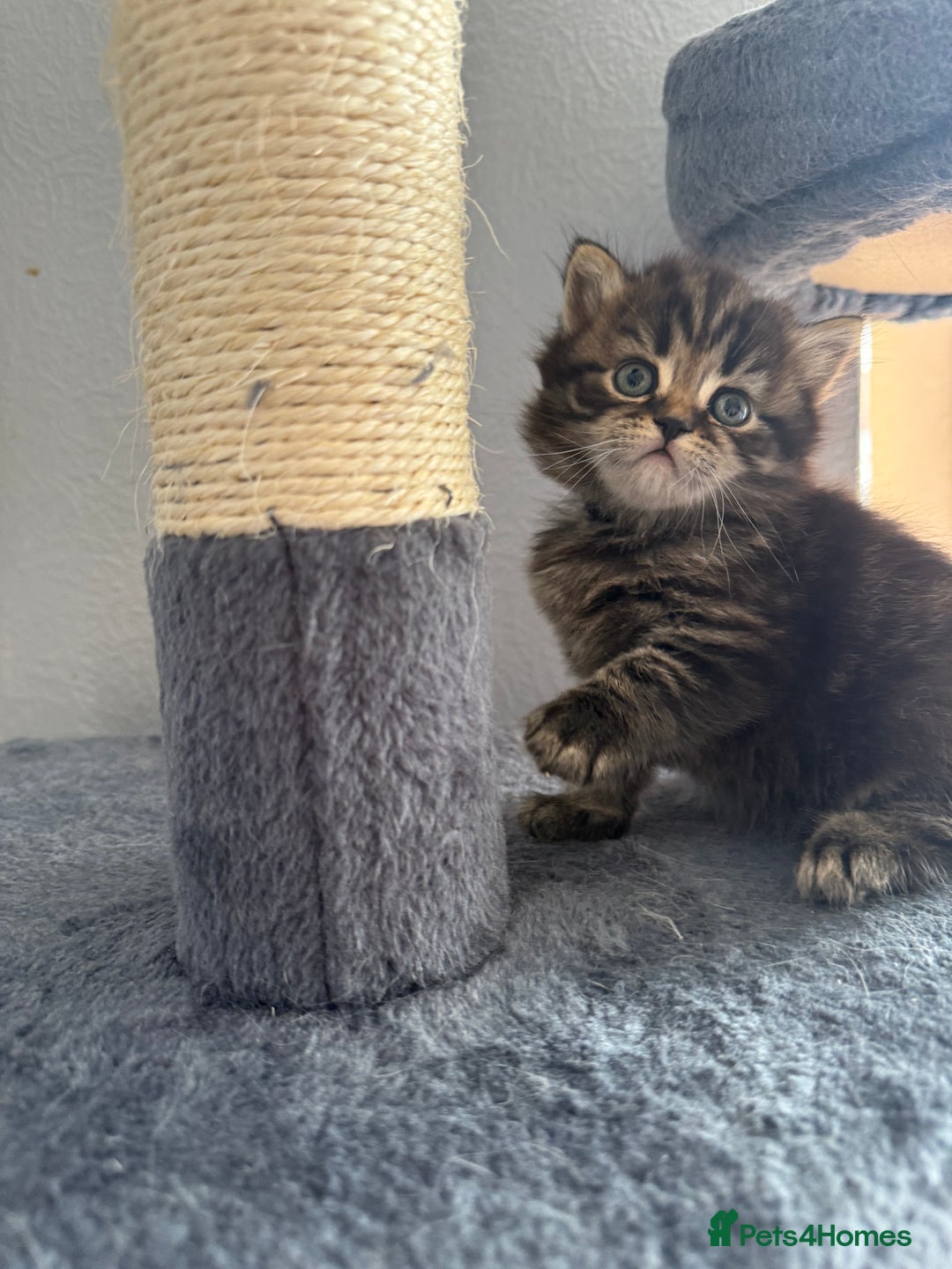 Scottish Fold cats for sale: Scottish fold kittens  - Image 9