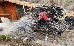 Chickens poultry for sale: Silkie and Polish Cockerels - Image 4
