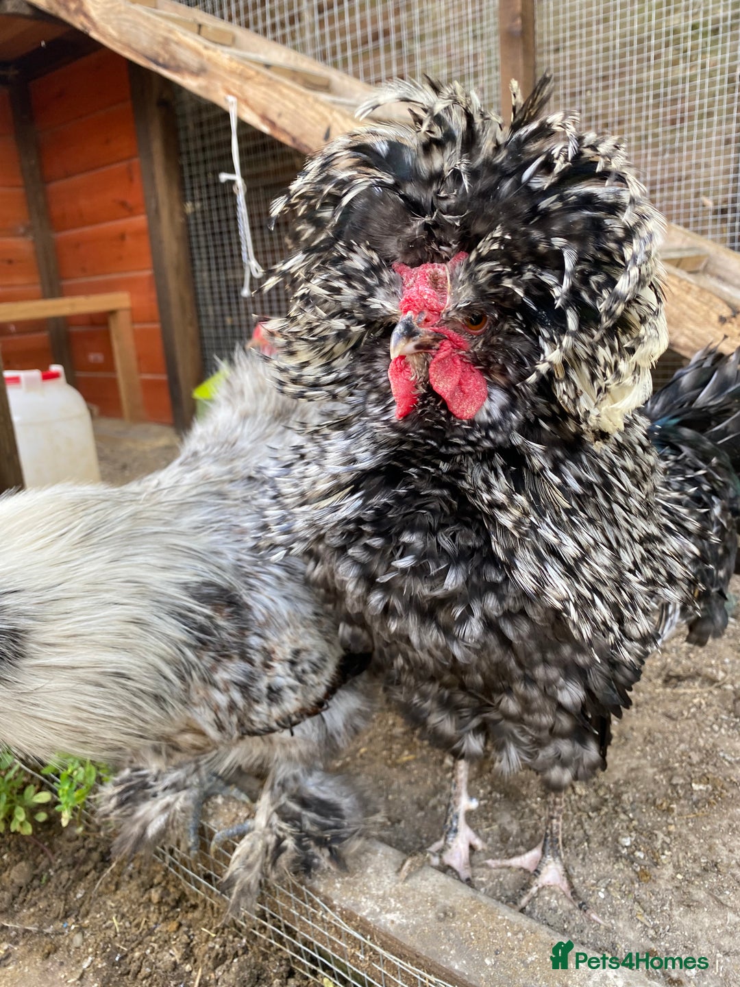 Chickens poultry for sale: Silkie and Polish Cockerels - Image 4