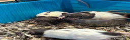 Rat rodents for sale: Male rats - Advert 1