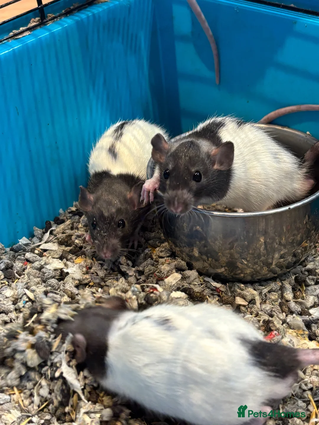 Rat rodents for sale: Male rats - Advert 1