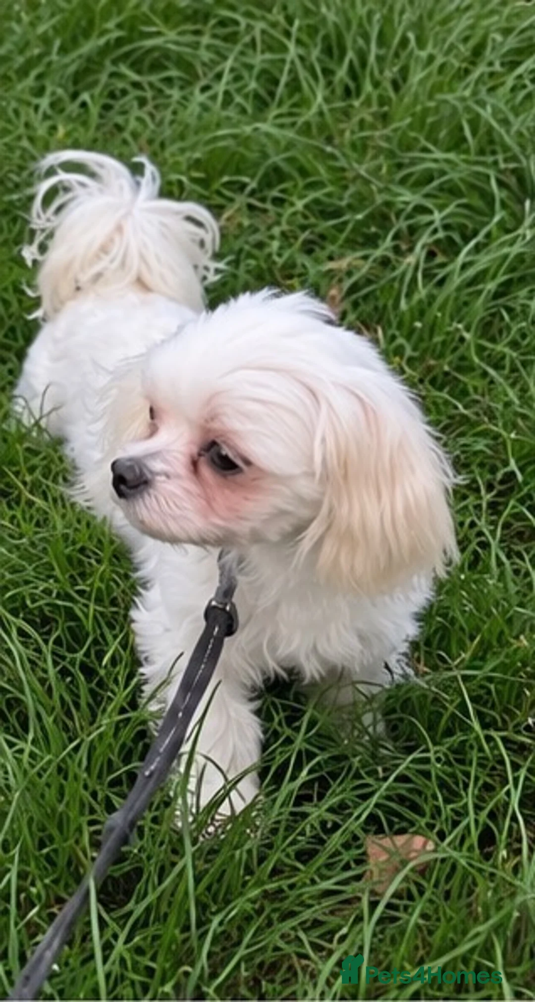Maltese dogs for sale: Healthy 6year old female looking for a lovely home - Advert 2