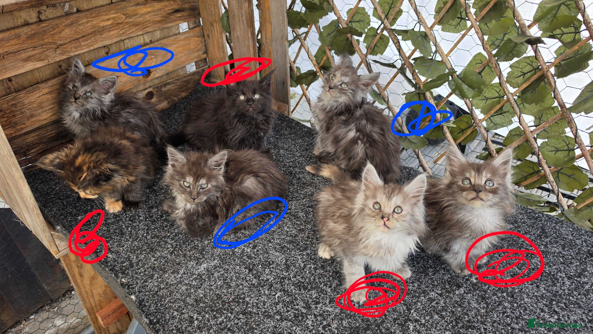 Maine Coon cats Maine coon kittens  - Advert 2