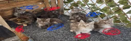 Maine Coon cats for sale: Maine coon kittens  - Advert 4
